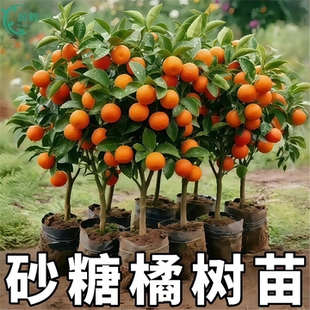 沙糖桔树苗地栽盆栽南方北方种植橘子树苗柑桔果树果苗嫁接砂糖橘