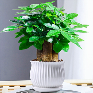 发财树小盆栽花卉绿植物办公室内绿萝文竹水培招财树好养活