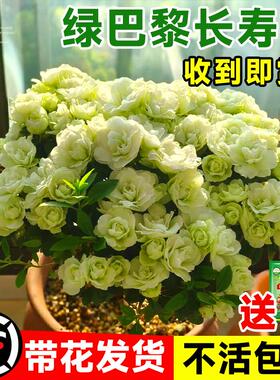 绿巴黎长寿花盆栽带花苞重瓣大花花苗金狐狸室内四季开花卉绿植物