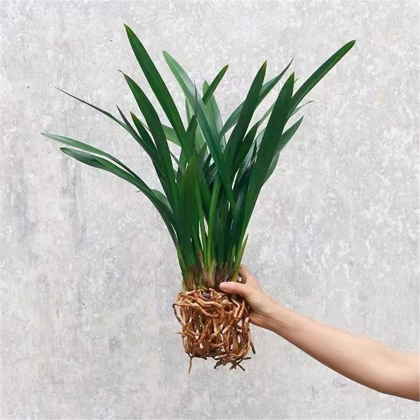 浓香兰花盆栽墨兰企黑报岁兰宽叶兰花兰草苗客厅阳台四季绿植花卉