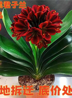 室内当年花卉开花君子兰君子兰花盆栽大苗四季常青植物蝴蝶花苗