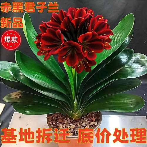 室内当年花卉开君子兰盆栽