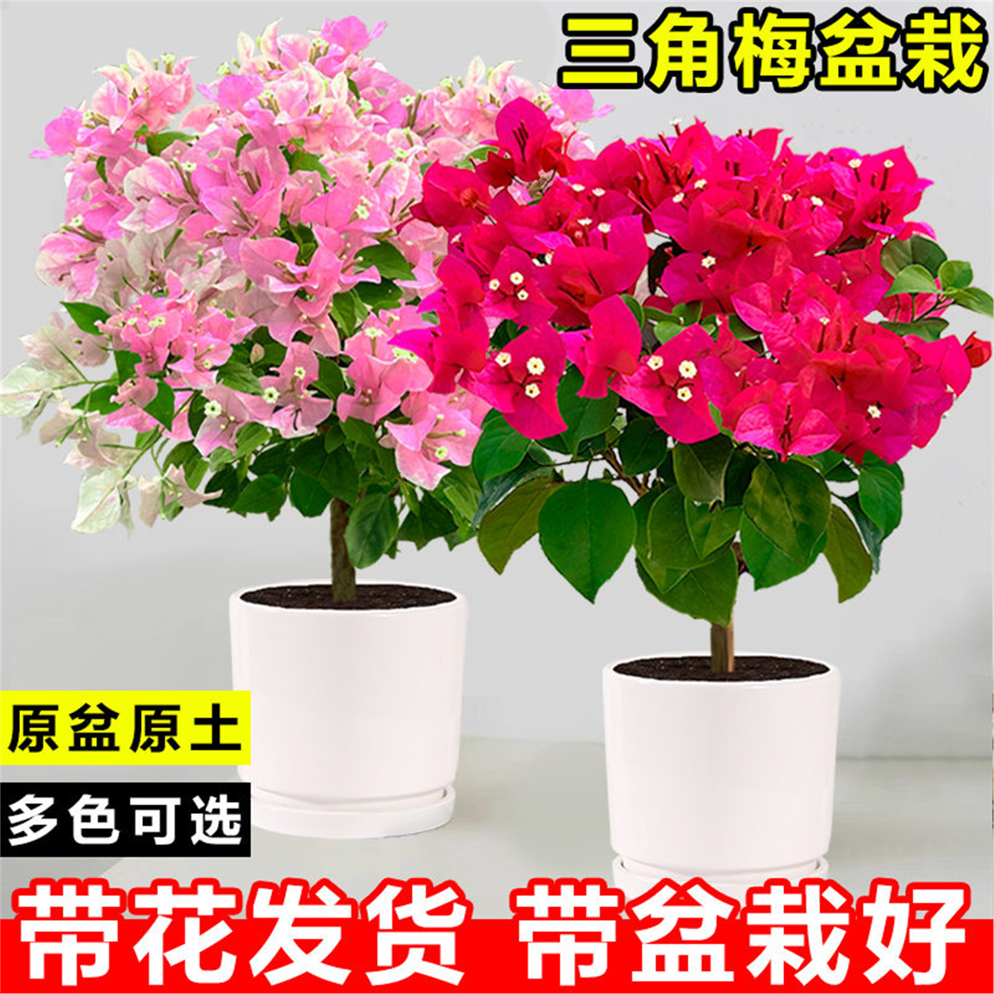 三角梅盆栽带花老桩绿樱树苗客厅阳台四季常青耐寒花卉爬藤植物苗,鲜花速递/花卉仿真/绿植园艺,时令草本花卉,淘宝优惠券,粉丝福利购,淘宝优惠卷