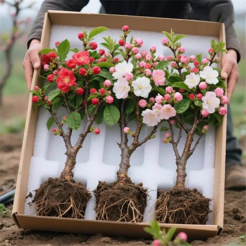 海棠花盆栽树苗盆景重瓣老桩阳台