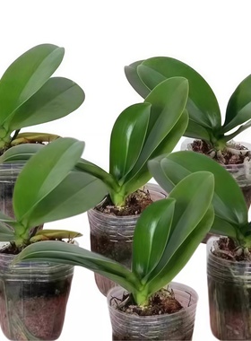 蝴蝶兰花苗四季好养重瓣花室内阳台植物办公室盆栽花卉绿植好养活