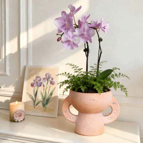 创意红陶花盆透气吸水蝴蝶兰花盆角堇彩叶芋多肉块根水仙花盆艺术