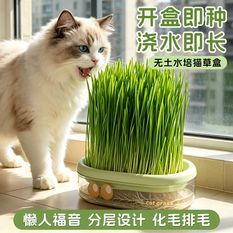懒人无土水培猫草育苗盘化毛图片