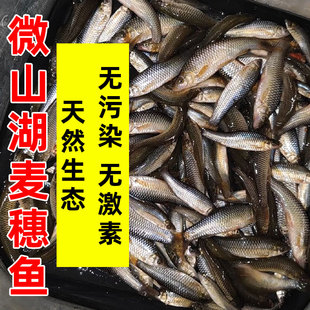 新鲜小麦穗鱼生态小河鱼罗汉鱼小杂鱼柳条鱼淡水鱼食新鲜活鱼现杀