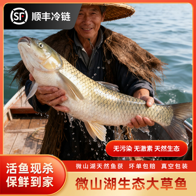 微山湖野捕草鱼活鱼现杀草厚