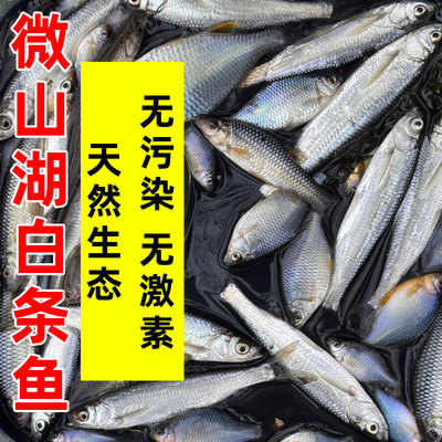微山湖小白条鱼刁子翘嘴净膛现杀