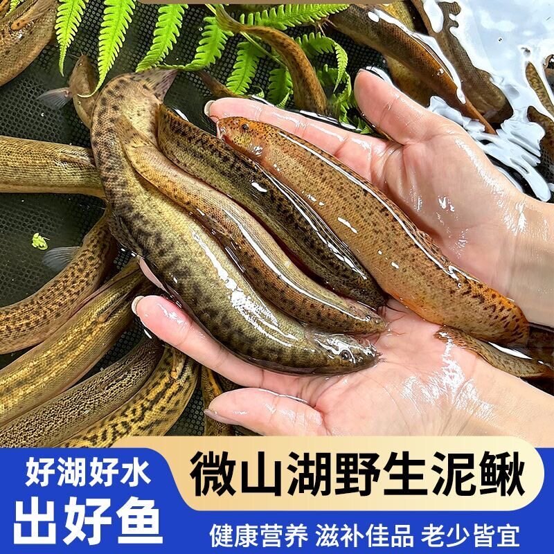 微山湖野捕泥鳅活鱼现杀包鲜到家