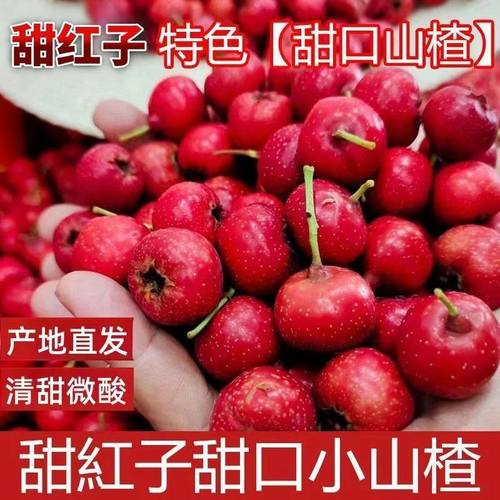 新鲜甜红子山楂球产地直发