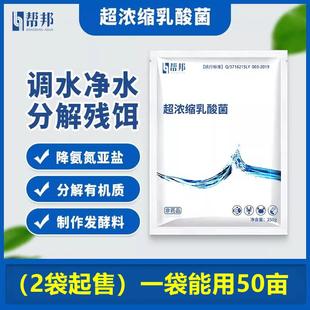 超浓乳酸菌水产乳酸菌菌种发酵粉超浓缩调水净水泼洒拌料