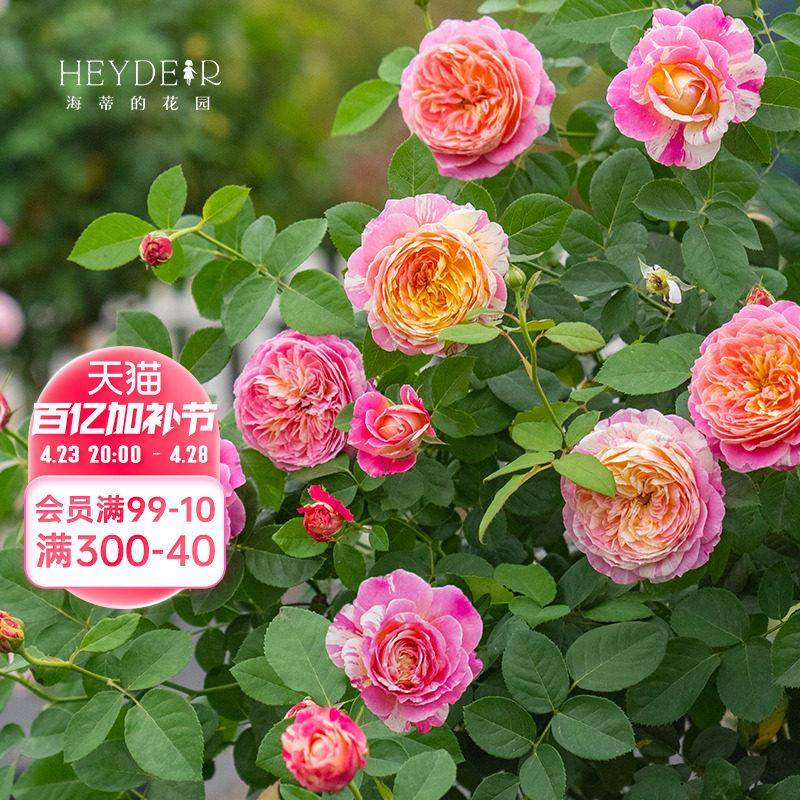 海蒂的花园 莫奈直立月季欧月四季好养阳台庭院花卉植物盆栽花苗,鲜花速递/花卉仿真/绿植园艺,月季/蔷薇/玫瑰,淘宝优惠券,粉丝福利购,淘宝优惠卷
