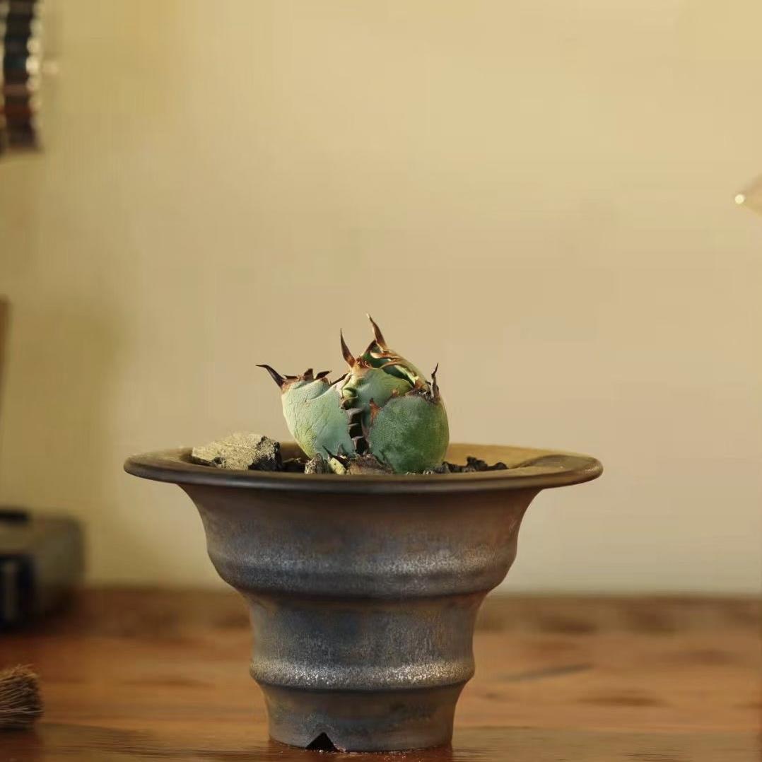 素里 块根龙舌兰手工花盆块根植物盆日式黑金植木钵 木村拓哉陶瓷