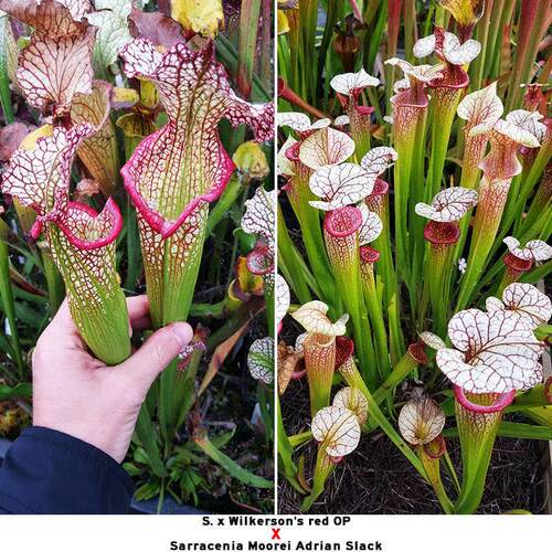 杂交瓶子草小苗