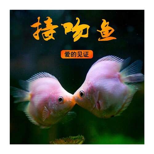 接吻鱼适合懒人养的鱼淡水亲嘴鱼热带鱼小鱼耐活好养易存活观赏鱼