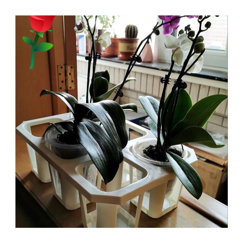 蝴蝶兰花专用架花盒底托盘兰花摆放架蝴蝶兰托架花盆控根定植兰盆图片