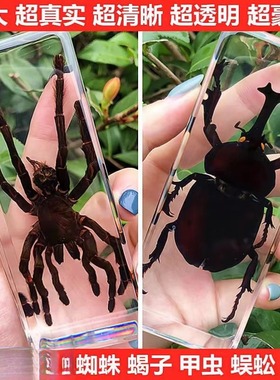 真实树脂昆虫标本真虫甲虫蜘蛛锹甲天牛蝎子螳螂蜥蜴琥珀标本摆件