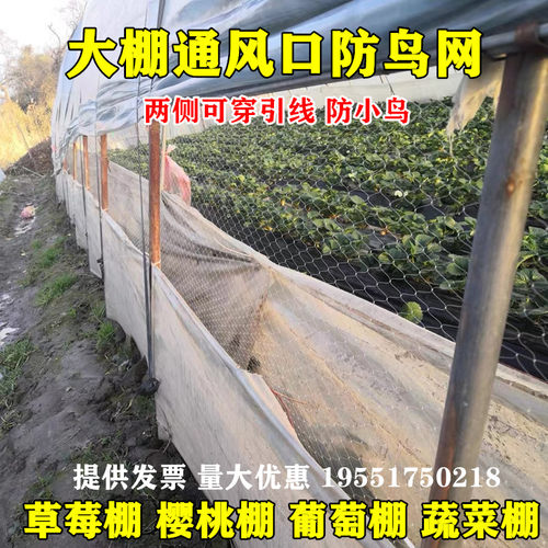 草莓大棚防鸟网葡萄天沟通风口防鸟用的网L西瓜棚口防鸟樱桃棚防