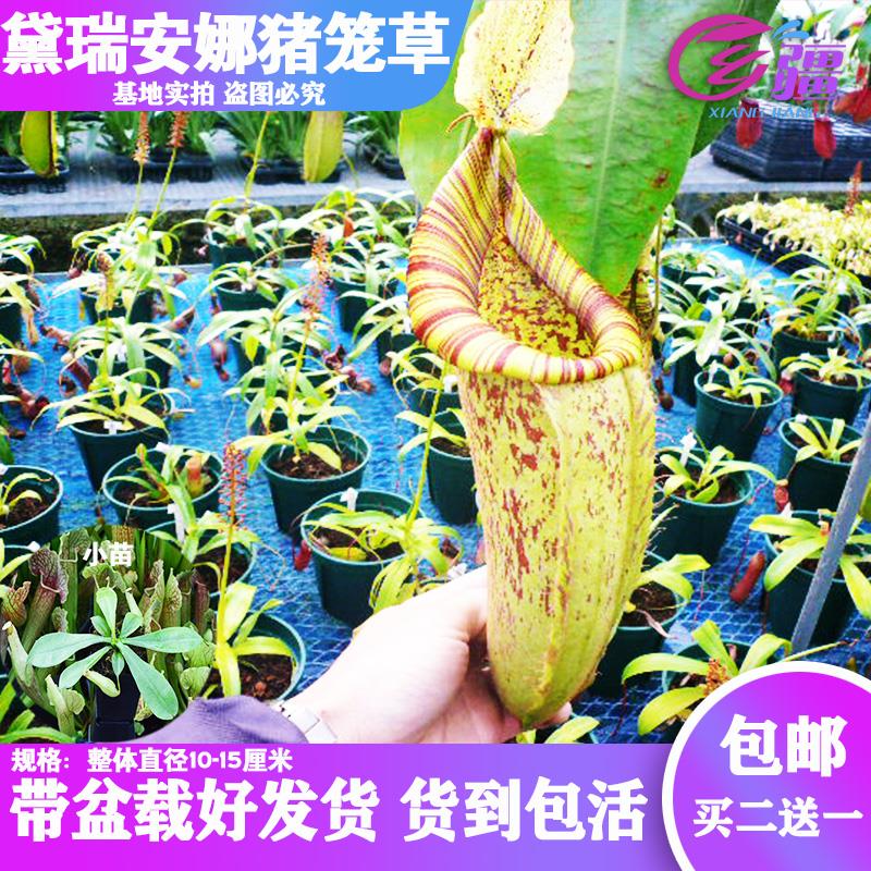 基地直销【黛瑞安娜猪笼草】食虫植物捕蝇草驱蚊草多肉绿植盆栽