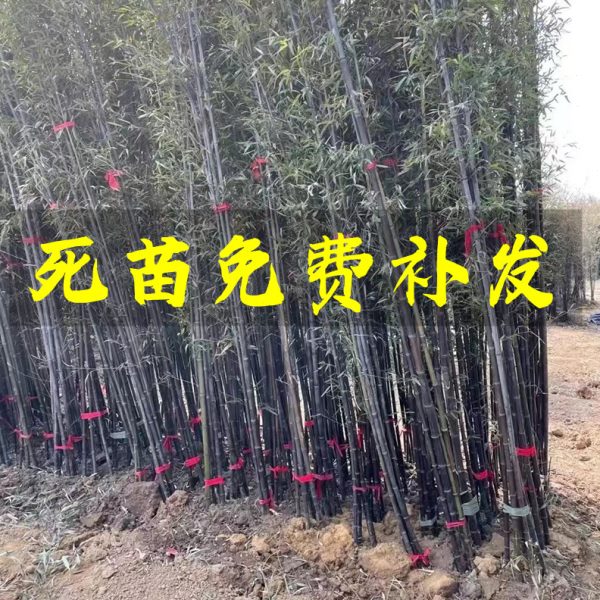 竹子苗庭院绿化四季常青生长旺盛青竹竹苗绿化苗木规格齐全拆迁苗