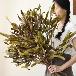 优选豆荚扁豆干花花束天然风干真花干枝民宿酒店软装覆古森系花材