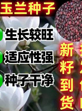 白玉兰种子自花山辛夷种