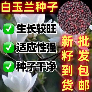 白玉兰种子自花山玉兰辛夷种嫁接简单易种好看四季玉兰树种子