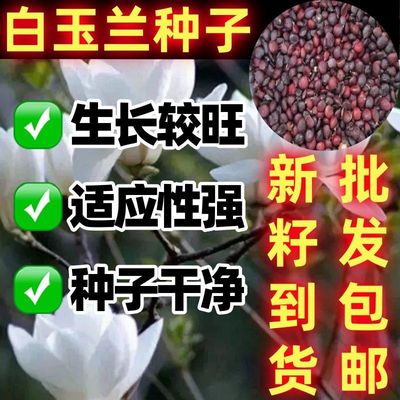白玉兰种子自花山辛夷种