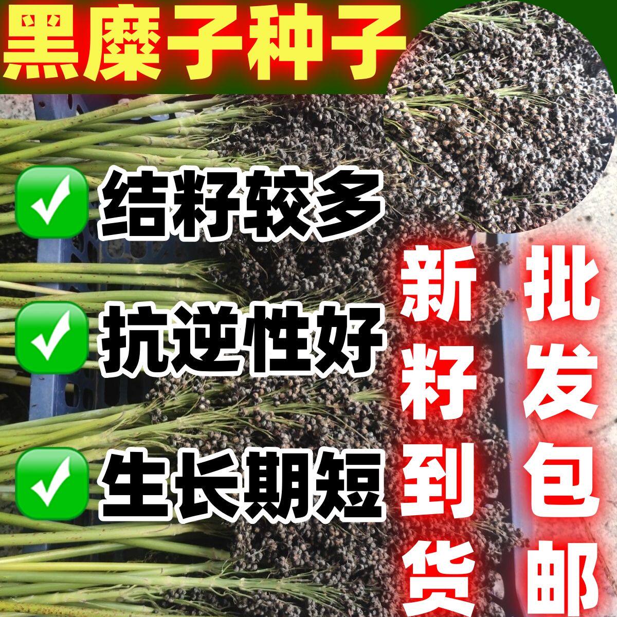 黑糜子大黑米种子包邮米籽黍子种子产量大田基地播粗粮种子