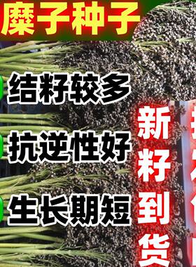 黑糜子大黑米种子包邮米