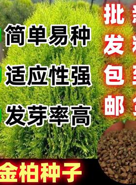 黄头柏种子洒金圆叶树种