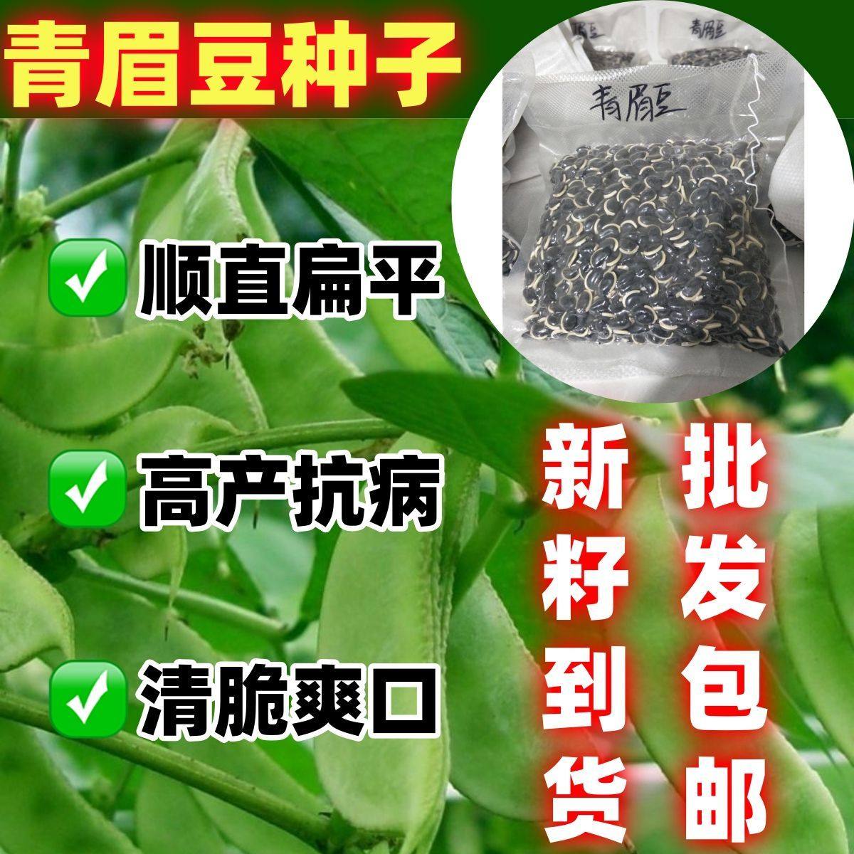 新籽宽扁青眉豆包邮爬藤植物豆角大肉绿眉豆猪耳朵绿扁豆蔬菜