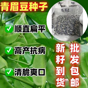 新籽宽扁青眉豆包邮爬藤植物豆角大肉绿眉豆猪耳朵绿扁豆蔬菜