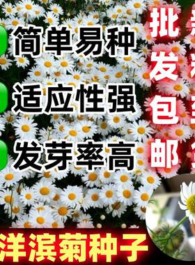 西洋滨菊种籽大子纯白色