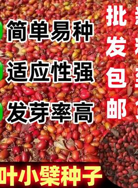 灌木红叶小波种子檗紫绿