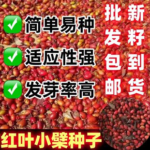 灌木红叶小波种子红叶小檗种子紫叶小檗种子绿种子化林木