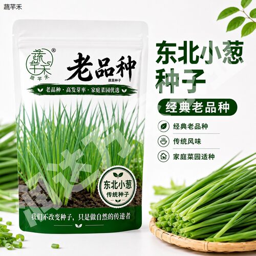 老品种东北小葱种子蘸酱