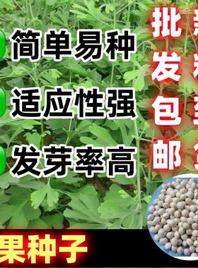新采银杏白果种子公孙树