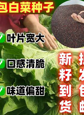 打包白菜叶种子大好吃饭