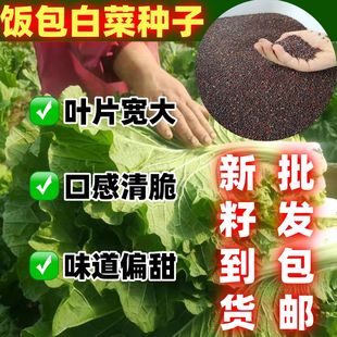 打包白菜叶种子叶子大好吃大叶饭包菜籽劈帮白菜春夏秋大白菜种籽