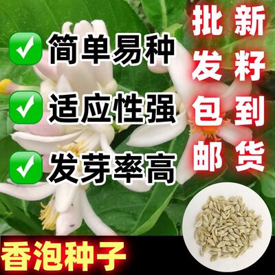香泡种圆树香橼籽芸当季