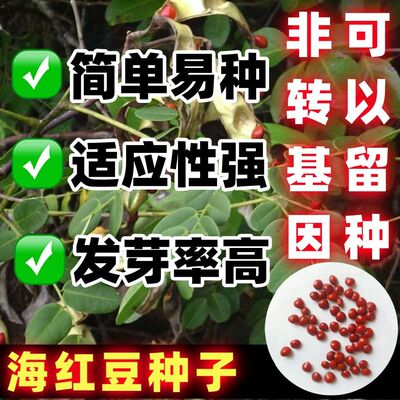 正宗海红豆种子新采相思