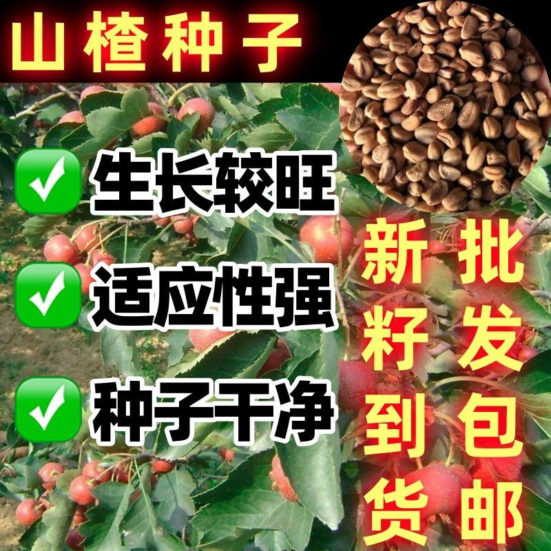 山楂种子山里红酸里红山里红果酸枣红果山里果红果子山林果种籽子