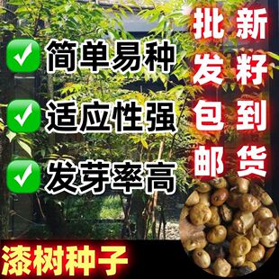 漆树种子漆干漆大木漆小木漆山漆植苜瞎妮子种子油料涂料园林绿化