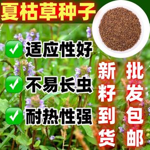 散装夏枯草种子中药材白毛夏枯草种籽子四季种植另有野生黄芩苗孑