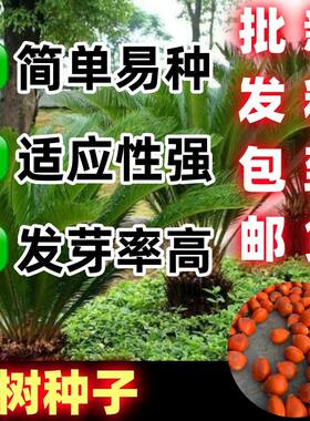 铁树种子变可开花南北方