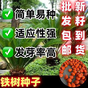 铁树种子变可开花南北方都种植不怕冻耐塞绿植苏铁种苗去壳盆栽