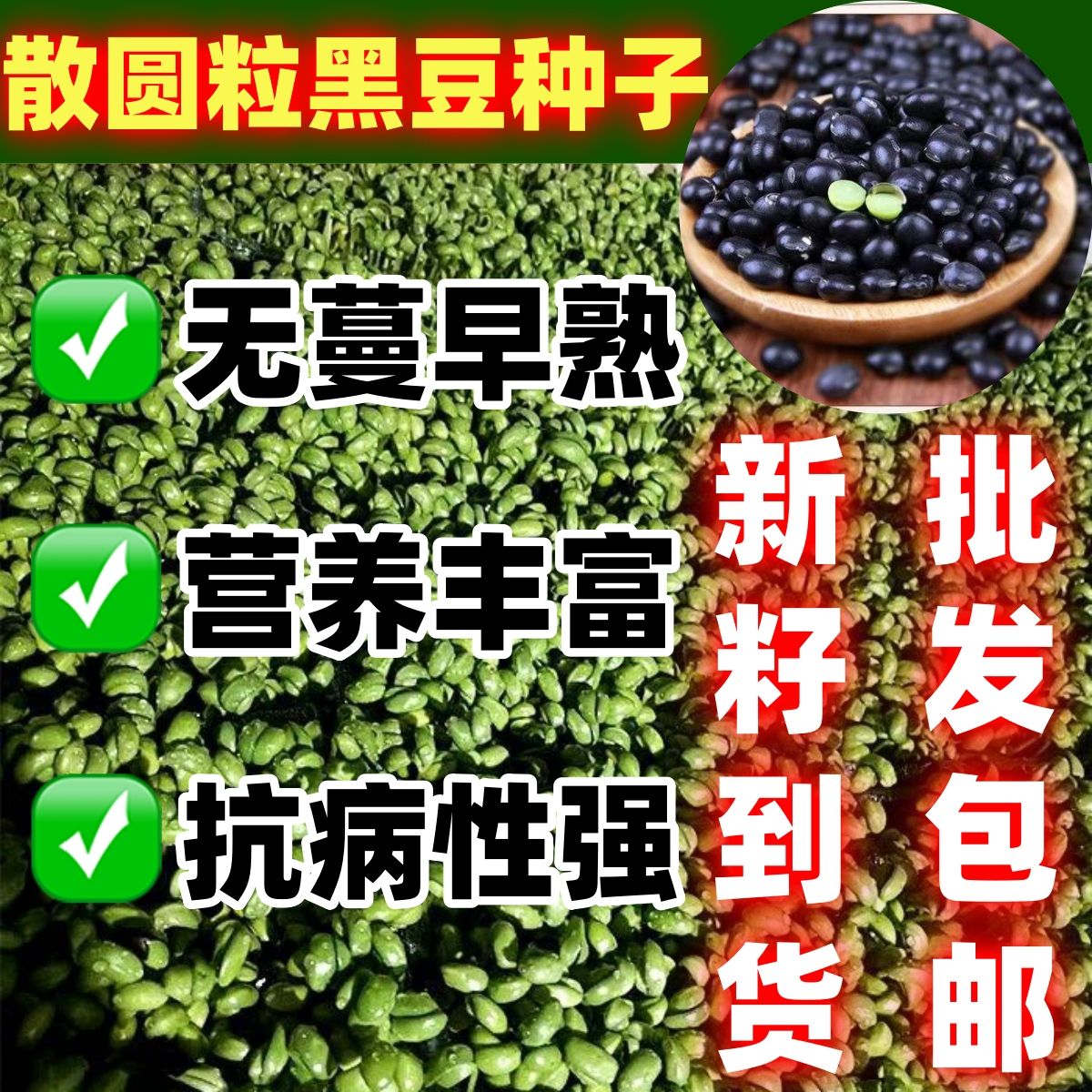 圆粒黑豆种子籽非转基因图片